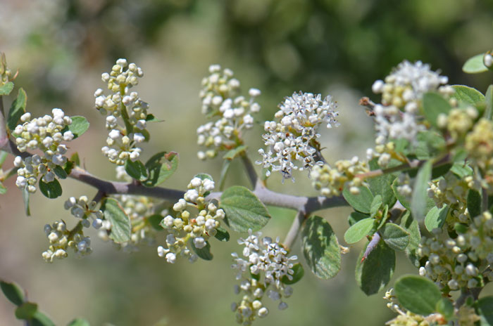 Ceanothus greggii, Desert Ceanothus